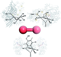 Graphical abstract: Hydrogenases and oxygen