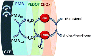 Graphical abstract: New redox and conducting polymer modified electrodes for cholesterol biosensing