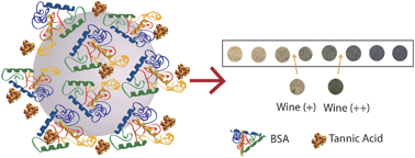 Graphical abstract: Protein–polyphenol interaction on silica beads for astringency tests based on eye, photography or reflectance detection modes