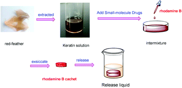 Graphical abstract: Study on effective extraction of chicken feather keratins and their films for controlling drug release