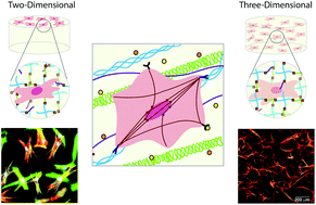 Graphical abstract: Hydrogel scaffolds as in vitro models to study fibroblast activation in wound healing and disease