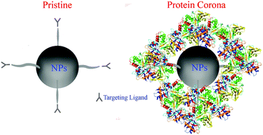 Graphical abstract: Protein corona significantly reduces active targeting yield