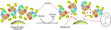 Graphical abstract: Glucose-triggered release using enzyme-gated mesoporous silica nanoparticles