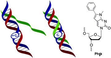 Graphical abstract: Triplex-mediated analysis of cytosine methylation at CpA sites in DNA