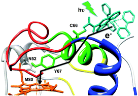 Graphical abstract: Control of cytochrome c redox reactivity through off-pathway modifications in the protein hydrogen-bonding network