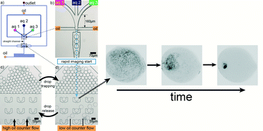 Graphical abstract: Dynamics of counterion-induced attraction between vimentin filaments followed in microfluidic drops