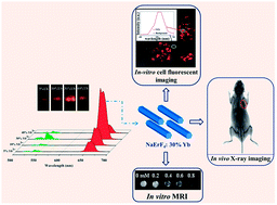 Graphical abstract: Multi-functional NaErF4:Yb nanorods: enhanced red upconversion emission, in vitro cell, in vivo X-ray, and T2-weighted magnetic resonance imaging