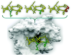 Graphical abstract: Combinatorial tuning of peptidic drug candidates: high-affinity matriptase inhibitors through incremental structure-guided optimization