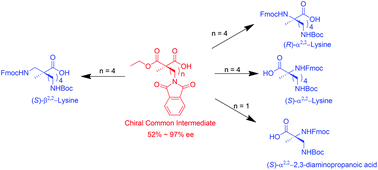 Graphical abstract: Novel synthesis of various orthogonally protected Cα-methyllysine analogues and biological evaluation of a Vapreotide analogue containing (S)-α-methyllysine