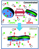 Graphical abstract: Lipid-based nanodiscs as models for studying mesoscale coalescence – a transport limited case