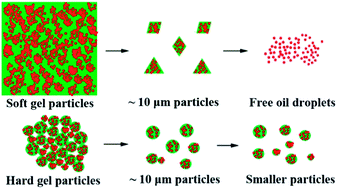 Graphical abstract: Effect of gel structure on the gastric digestion of whey protein emulsion gels