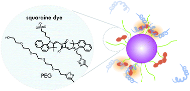 Graphical abstract: Protein triggered fluorescence switching of near-infrared emitting nanoparticles for contrast-enhanced imaging