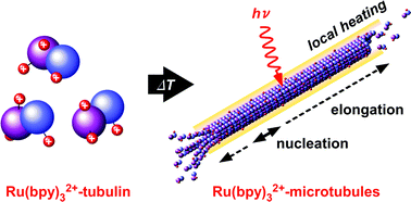 Graphical abstract: Thermo- and photo-enhanced microtubule formation from Ru(bpy)32+-conjugated tubulin