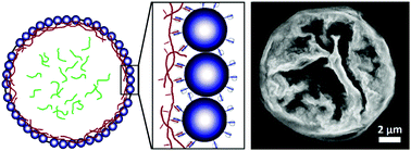 Graphical abstract: Supramolecular colloidosomes: fabrication, characterisation and triggered release of cargo