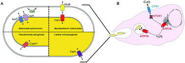 Graphical abstract: Copper tolerance and virulence in bacteria