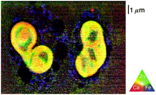 Graphical abstract: Trace element landscape of resting and activated human neutrophils on the sub-micrometer level