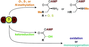 Graphical abstract: Interrupted adenylation domains: unique bifunctional enzymes involved in nonribosomal peptide biosynthesis