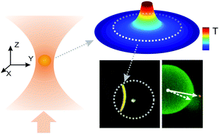 Graphical abstract: Local and transient permeation events are associated with local melting of giant liposomes