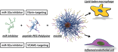 Graphical abstract: Inhibition of atherosclerosis-promoting microRNAs via targeted polyelectrolyte complex micelles