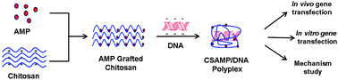 Graphical abstract: Enhanced chitosan–DNA interaction by 2-acrylamido-2-methylpropane coupling for an efficient transfection in cancer cells