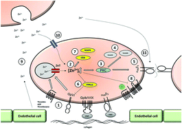 Graphical abstract: The contribution of zinc to platelet behaviour during haemostasis and thrombosis