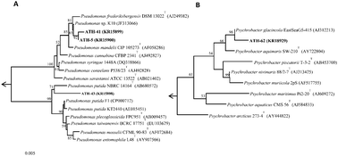 Graphical abstract: Mercury-mediated cross-resistance to tellurite in Pseudomonas spp. isolated from the Chilean Antarctic territory