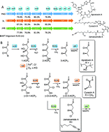 Graphical abstract: Unique marine derived cyanobacterial biosynthetic genes for chemical diversity