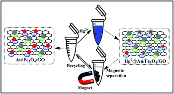 Graphical abstract: A strongly coupled Au/Fe3O4/GO hybrid material with enhanced nanozyme activity for highly sensitive colorimetric detection, and rapid and efficient removal of Hg2+ in aqueous solutions