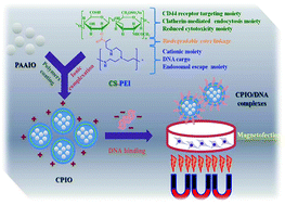 Graphical abstract: Chondroitin sulfate-polyethylenimine copolymer-coated superparamagnetic iron oxide nanoparticles as an efficient magneto-gene carrier for microRNA-encoding plasmid DNA delivery