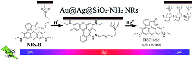 Graphical abstract: Selective and sensitive SERS sensor for detection of Hg2+ in environmental water base on rhodamine-bonded and amino group functionalized SiO2-coated Au–Ag core–shell nanorods