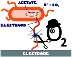 Graphical abstract: Towards the understanding of the effect of oxygen on the electrocatalytic activity of microbial biofilms: a spectroelectrochemical study