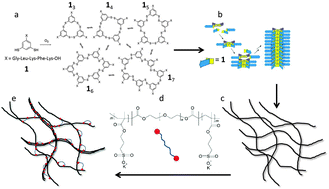 Graphical abstract: Multi-step control over self-assembled hydrogels of peptide-derived building blocks and a polymeric cross-linker