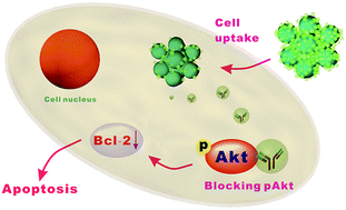 Graphical abstract: Synthesis of silica nanoparticles with controllable surface roughness for therapeutic protein delivery