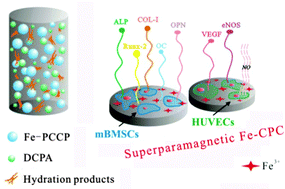 Graphical abstract: Good hydration and cell-biological performances of superparamagnetic calcium phosphate cement with concentration-dependent osteogenesis and angiogenesis induced by ferric iron