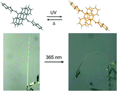 Graphical abstract: Mechanical motion of molecular crystals induced by [4 + 4] photodimerisation