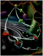 Graphical abstract: Copper trafficking to the secretory pathway