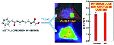 Graphical abstract: The effect of metalloprotein inhibitors on cellular metal ion content and distribution