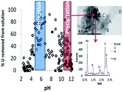 Graphical abstract: A conceptual model to predict uranium removal from aqueous solutions in water–rock systems associated with low- and intermediate-level radioactive waste disposal