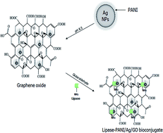 Graphical abstract: Lipase immobilization on facile synthesized polyaniline-coated silver-functionalized graphene oxide nanocomposites as novel biocatalysts: stability and activity insights