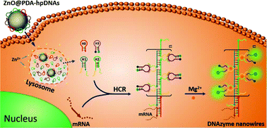 Graphical abstract: A smart ZnO@polydopamine-nucleic acid nanosystem for ultrasensitive live cell mRNA imaging by the target-triggered intracellular self-assembly of active DNAzyme nanostructures