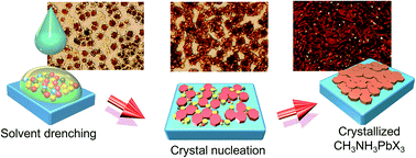 Graphical abstract: The mechanism of toluene-assisted crystallization of organic–inorganic perovskites for highly efficient solar cells