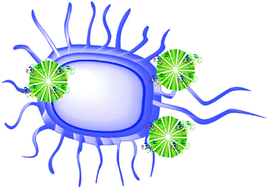 Graphical abstract: Small-sized and large-pore dendritic mesoporous silica nanoparticles enhance antimicrobial enzyme delivery