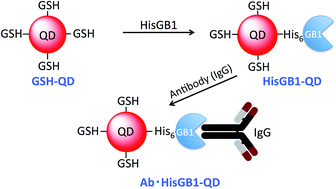 Graphical abstract: Immunoglobulin binding (B1) domain mediated antibody conjugation to quantum dots for in vitro and in vivo molecular imaging