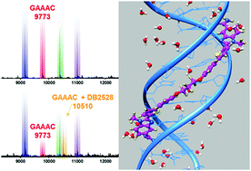 Graphical abstract: A modular design for minor groove binding and recognition of mixed base pair sequences of DNA
