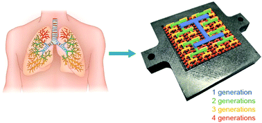 Graphical abstract: A lung-inspired approach to scalable and robust fuel cell design