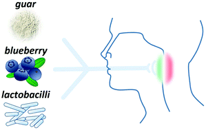 Graphical abstract: In vitro assessment of the ability of probiotics, blueberry and food carbohydrates to prevent S. pyogenes adhesion on pharyngeal epithelium and modulate immune responses