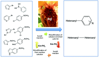 Graphical abstract: Ecocatalyzed Suzuki cross coupling of heteroaryl compounds