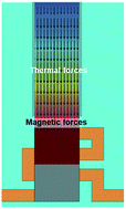 Graphical abstract: Enrichment of magnetic particles using temperature and magnetic field gradients induced by benchtop fabricated micro-electromagnets