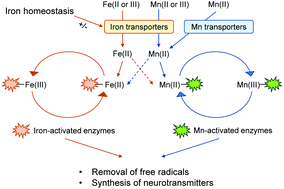 Graphical abstract: Influence of iron metabolism on manganese transport and toxicity