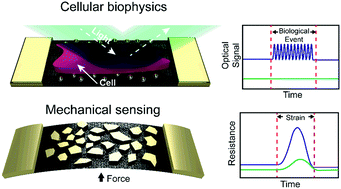 Graphical abstract: Metallic nanoislands on graphene: a metamaterial for chemical, mechanical, optical, and biological applications